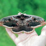 Saturnia Pyri