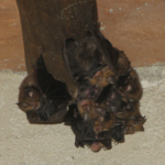 Pipistrelli